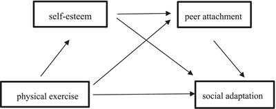 Relationship between physical exercise and college students’ social adaptation: the chain mediating role of self-esteem and peer attachment